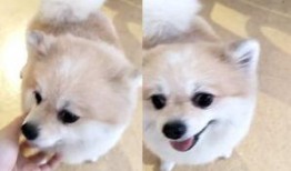 博美爆料新闻报道视频播放,揭秘视频播放背后的真相